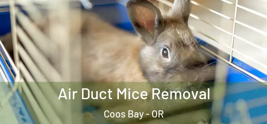  Air Duct Mice Removal Coos Bay - OR